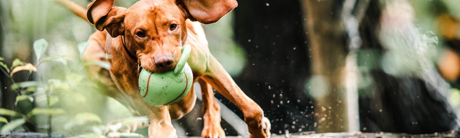 Dog with Toy Dog with Toy